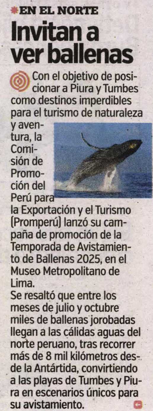 PIURA Y TUMBES: INVITAN A VER BALLENAS